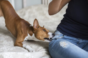 Common Dog Bite Injuries