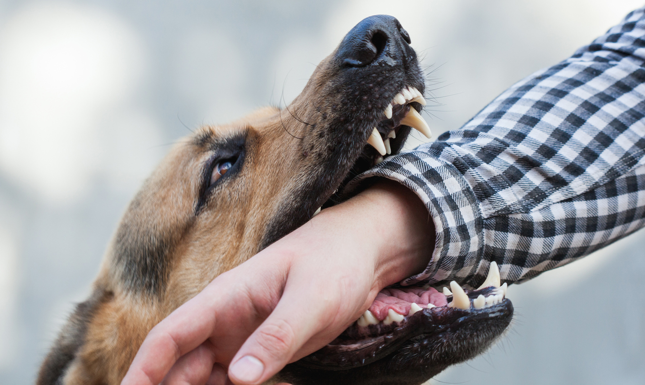 Dog Bite Statistics Per Breed