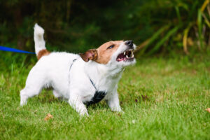 How Belt, Bruner & Barnett Personal Injury Lawyers Can Help With Your Dog Bite Claim in Birmingham, AL