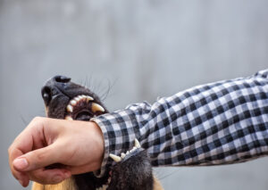 What Are the Requirements for Dog Quarantine Following a Dog Attack?